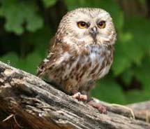 Tracy Aviary is hosting a Halloween Hoot event at its new Owl Forest exhibit. // © 2011 Tracy Aviary
